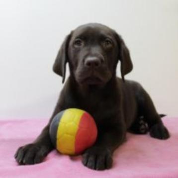 Labrador Retriever-puppy’s te koop (Belgisch) beschikbaar voor biedingen