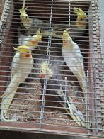 Valkparkieten met dna attest, Plusieurs animaux, Perruche, Bagué