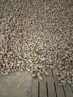 Pomme de terre variétés challenger, Articles professionnels, Enlèvement