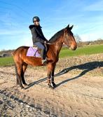 Jument cool, Animaux & Accessoires, Chevaux, Jument