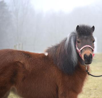 Lieve AMHA/NMPRS minipaardje beschikbaar voor biedingen