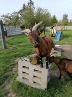 Geiten Chèvres a donner, Animaux & Accessoires, Moutons, Chèvres & Cochons