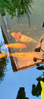 4 Koi van 30 tot 40 cm, Dieren en Toebehoren, Vissen | Vijvervissen, Karper of Koi