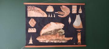 Ancienne affiche scolaire biologique "Roussette", Enlèvement ou Envoi