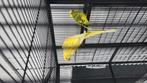 Halsbandparkiet man, grasparkiet onbekend, Dieren en Toebehoren, Mannelijk, Papegaai, Geringd