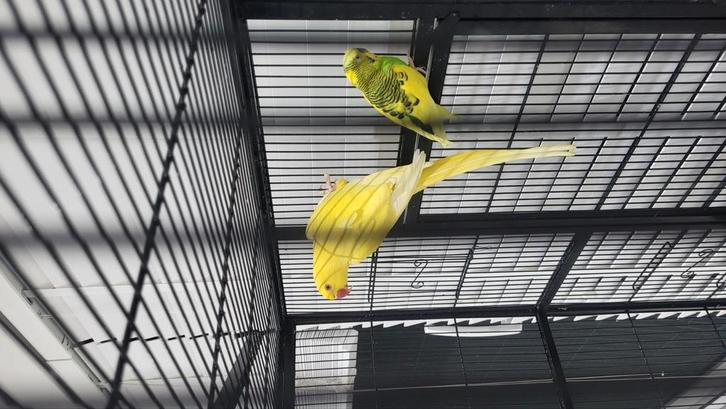 Halsbandparkiet man, grasparkiet onbekend, Dieren en Toebehoren, Vogels | Parkieten en Papegaaien, Papegaai, Mannelijk, Geringd