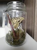 Opgezette Koninginnepage in gesloten terrarium, Enlèvement, Comme neuf