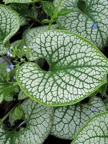 Brunnera macr. Sea Heart beschikbaar voor biedingen