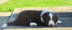 Prachtige bruin-witte Border Collie pupjes, Dieren en Toebehoren, Honden | Herdershonden en Veedrijvers, België, CDV (hondenziekte)