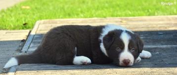 Prachtige bruin-witte Border Collie pupjes  beschikbaar voor biedingen