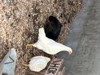 Witte leghorn kip, Dieren en Toebehoren, Pluimvee, Vrouwelijk, Kip
