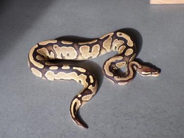 Koningspython / python Regius 1.0 het pied disponible aux enchères