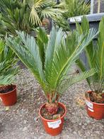 Cycas Revoluta - Vredespalm, Tuin en Terras, Ophalen, Halfschaduw