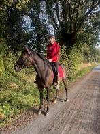 Verzorgster/halve stal gezocht regio Menen/Wevelgem