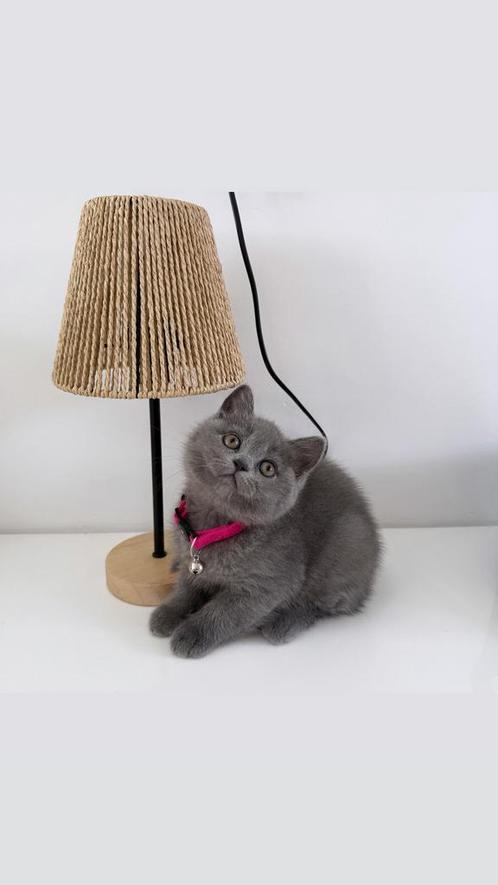 Britse Korthaar Kitten (laatste van de nest), Dieren en Toebehoren, Katten en Kittens | Raskatten | Korthaar, Poes, 0 tot 2 jaar