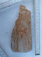 270 grammes de bois fossile lourd pétrifié Hoegaarden 22 €, Fossile, Enlèvement ou Envoi