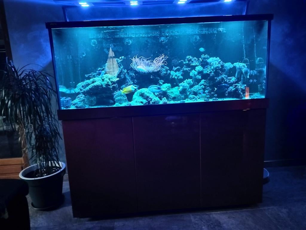 Acquoirriom de 650 litres compl et une réserve de 40 litres, Animaux & Accessoires, Poissons | Aquariums & Accessoires, Comme neuf