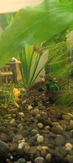 Botia Striata, Vis, Zoetwatervis, Schoolvis