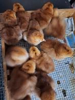 Red island kuikens, Geslacht onbekend, Kip