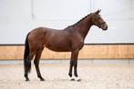 5jarige dressuur/fokmerrie met potentieel, Dieren en Toebehoren, Merrie, Gechipt, Dressuurpaard, Onbeleerd