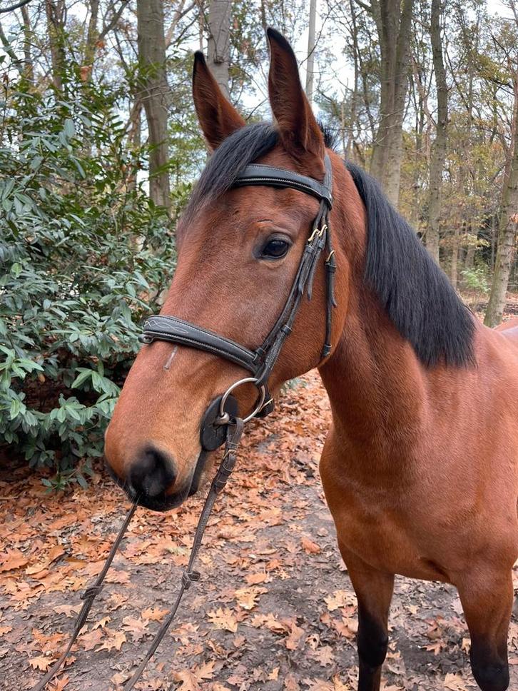 4 jarig springpaard, Dieren en Toebehoren, Paarden, Merrie, Springpaard