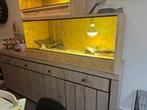 3 baardagamen met terarium te koop 1 jaar oud ongeveer, Animaux & Accessoires, Reptiles & Amphibiens