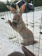 Duitse reus, Dieren en Toebehoren, Konijnen, Groot