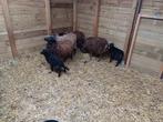 Ouessant, Dieren en Toebehoren, Schapen, Geiten en Varkens