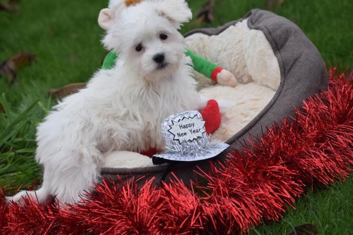 Chiots maltais, beaux, restez petits, Animaux & Accessoires, Chiens | Chihuahuas & Chiens de compagnie, Plusieurs animaux, Bichon maltais