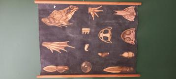 Ancienne affiche scolaire biologique "Grenouille", Enlèvement ou Envoi