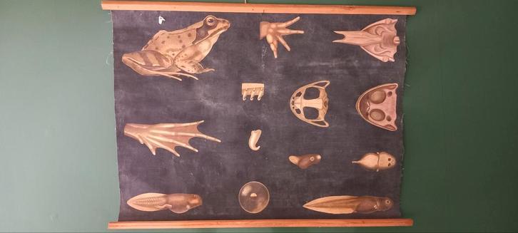 Vintage biologische schoolposter „Kikker”, Antiek en Kunst, Antiek | Schoolplaten, Ophalen of Verzenden