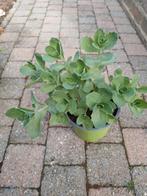 Hemelsleutel, Tuin en Terras, Planten | Tuinplanten, Volle zon, Vaste plant, Zomer, Ophalen