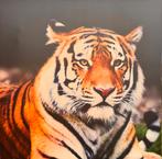 Siberische tijger, Ophalen