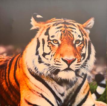 Siberische tijger beschikbaar voor biedingen