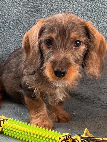 Chiots teckel Shaggy disponible aux enchères