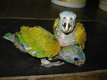 Pionus Menstruus jonge-tamme papegaai.