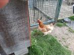 Marans tarwe kippen, Dieren en Toebehoren, Pluimvee