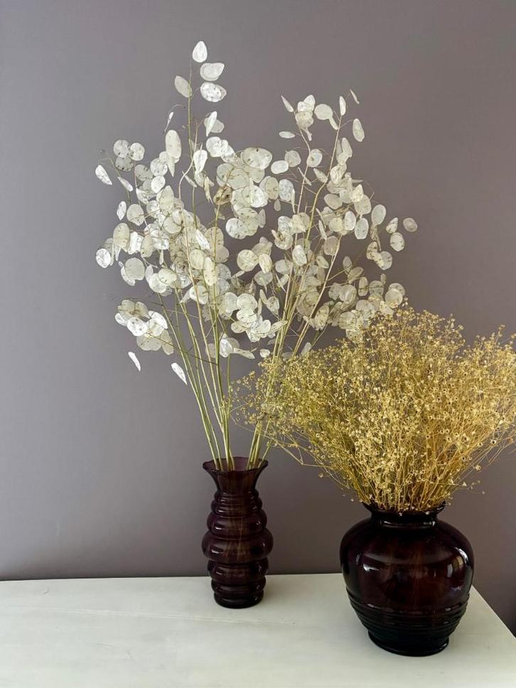Witte droogbloemen takken zilverpenning, klein of groot, Huis en Inrichting, Woonaccessoires | Droogbloemen, Nieuw, Ophalen of Verzenden