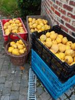 Kweeperen te koop., Ophalen