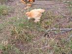Bruine cochin kuikens en kippen te koop, Dieren en Toebehoren