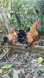 3 Haantjes Hollandse Kriel gratis, Dieren en Toebehoren, Mannelijk