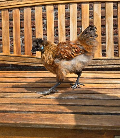 Bruine zijdehoender haan 4 maand, Dieren en Toebehoren, Pluimvee, Kip, Mannelijk