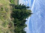 Kerstbomen groot en klein, Diversen, Kerst, Ophalen, Nieuw
