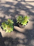 Sempervivum huislook donderblad, Tuin en Terras, Ophalen, Bodembedekkers, Volle zon, Vaste plant