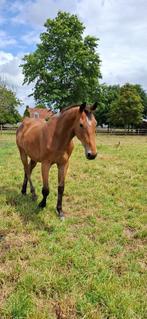 Braaf jong paard als recreatief paard of weidemaatje, Dieren en Toebehoren, Gechipt, Ruin, 0 tot 2 jaar, 170 tot 175 cm