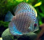 Discus