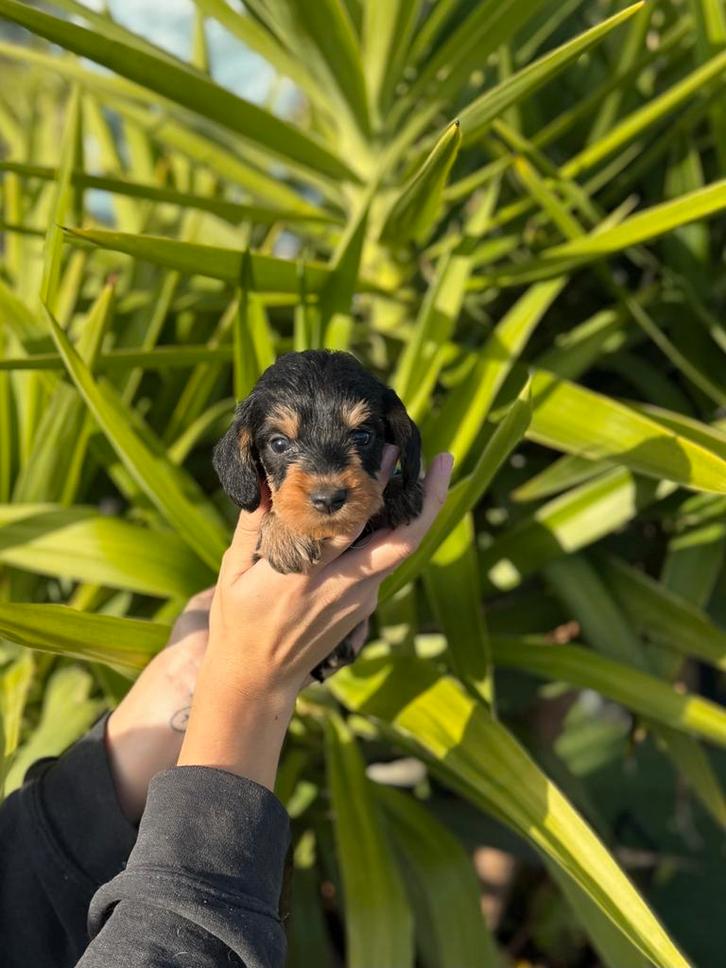 Prachtige ruwharige teckel pups, Animaux & Accessoires, Chiens | Teckels & Bassets, Plusieurs animaux, Poils durs, Nain, Éleveur | Professionnel