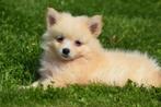 Dwergkees,pomeriaan,keeshond ,spitz pup, Dieren en Toebehoren, Keeshond, 15 weken tot 1 jaar, Buitenland, CDV (hondenziekte)