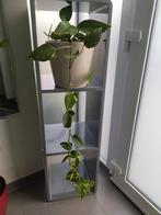 Kamerplant hang/klimplant, Ophalen