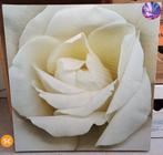 Schilderij - Witte Roos, Antiek en Kunst, Ophalen